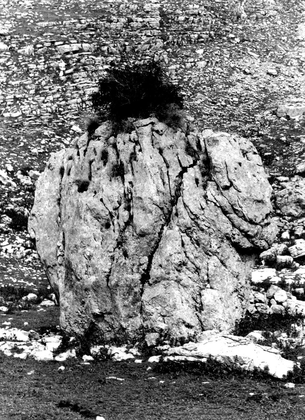 33.Planinska ruzza na stijeni u Ivanbegovom katunu na planini Lukavici