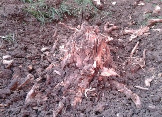 Erotika Igora Amelkoviča (38)